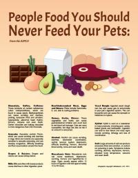 People Food You Should Never Feed Your Pets